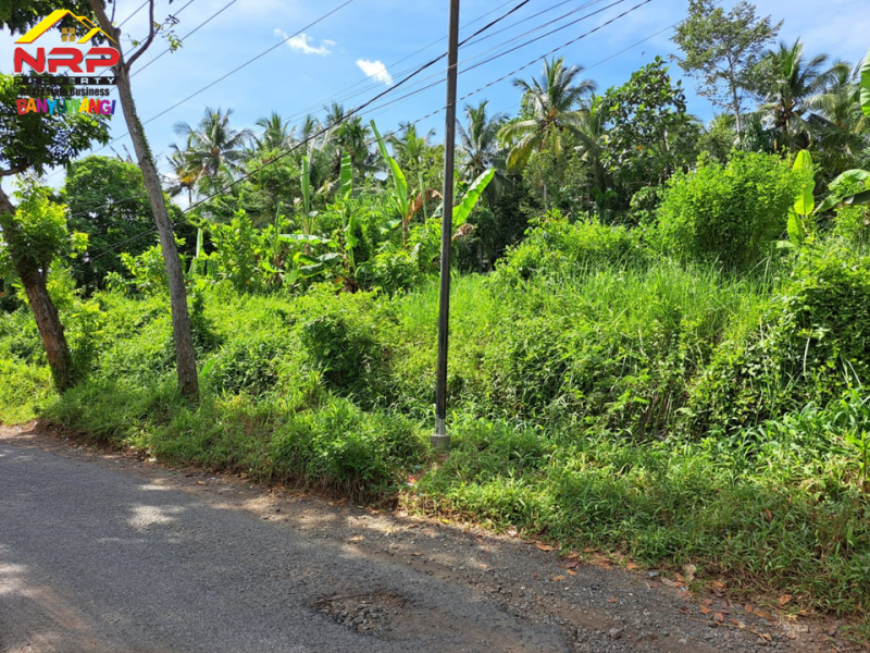 Dijual Tanah Kering Murah di Jl. Tambong - Kabat  Dijual Tanah Kering Murah di Jl. Tambong - Kabat  Dijual Tanah Kering Murah di Jl. Tambong - Kabat&nbsp;
Akses Jln Raya Jember - Banyuwangi.&nbsp;
Cocok untuk kawasan perumahan atau investasi jangka NRP BANYUWANGI
