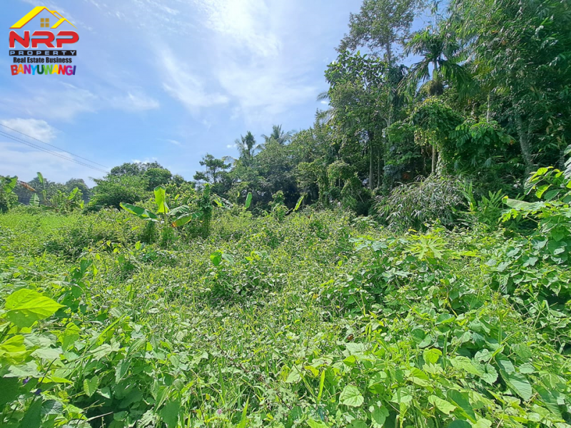 Dijual Tanah Kering Murah di Jl. Tambong - Kabat  Dijual Tanah Kering Murah di Jl. Tambong - Kabat  Dijual Tanah Kering Murah di Jl. Tambong - Kabat&nbsp;
Akses Jln Raya Jember - Banyuwangi.&nbsp;
Cocok untuk kawasan perumahan atau investasi jangka NRP BANYUWANGI