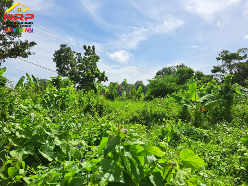 Dijual Tanah Kering Murah di Jl. Tambong - Kabat  Dijual Tanah Kering Murah di Jl. Tambong - Kabat  Dijual Tanah Kering Murah di Jl. Tambong - Kabat&nbsp;
Akses Jln Raya Jember - Banyuwangi.&nbsp;
Cocok untuk kawasan perumahan atau investasi jangka NRP BANYUWANGI