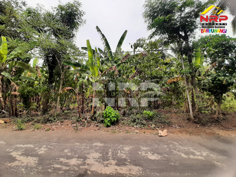 Dijual Tanah Kering Murah di Kalipuro - Banyuwangi   Dijual Tanah Kering Murah di Kalipuro - Banyuwangi   Dijual Tanah Kering Murah di Kalipuro - Banyuwangi&nbsp;&nbsp;
Berada di tepi Jl. Istana Susu, Secang Kalipuro
Dekat dengan Ponpes Salafiyah, Dekat dengan NRP BANYUWANGI