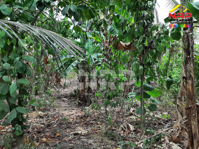 Dijual Tanah Kering Murah di Kalipuro - Banyuwangi   Dijual Tanah Kering Murah di Kalipuro - Banyuwangi   Dijual Tanah Kering Murah di Kalipuro - Banyuwangi&nbsp;&nbsp;
Berada di tepi Jl. Istana Susu, Secang Kalipuro
Dekat dengan Ponpes Salafiyah, Dekat dengan NRP BANYUWANGI