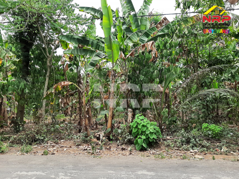 Dijual Tanah Kering Murah di Kalipuro - Banyuwangi   Dijual Tanah Kering Murah di Kalipuro - Banyuwangi   Dijual Tanah Kering Murah di Kalipuro - Banyuwangi&nbsp;&nbsp;
Berada di tepi Jl. Istana Susu, Secang Kalipuro
Dekat dengan Ponpes Salafiyah, Dekat dengan NRP BANYUWANGI
