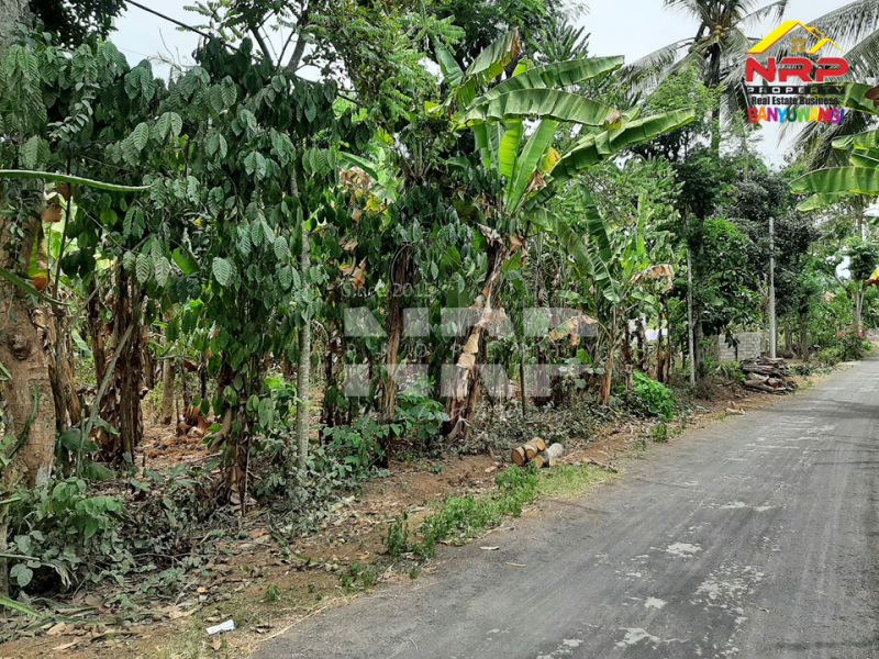 Dijual Tanah Kering Murah di Kalipuro - Banyuwangi   Dijual Tanah Kering Murah di Kalipuro - Banyuwangi   Dijual Tanah Kering Murah di Kalipuro - Banyuwangi&nbsp;&nbsp;
Berada di tepi Jl. Istana Susu, Secang Kalipuro
Dekat dengan Ponpes Salafiyah, Dekat dengan NRP BANYUWANGI