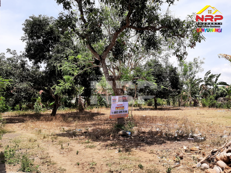 Dijual Tanah Kering Sangat Murah 300 Meter dari Jl. Provinsi Gatot Subroto, Bulusan  Dijual Tanah Kering Sangat Murah 300 Meter dari Jl. Provinsi Gatot Subroto, Bulusan  Dijual Tanah Kering Sangat Murah 300 Meter dari Jl. Provinsi Gatot Subroto, Bulusan&nbsp;
di Depan Pabrik Bowosa Banyuwangi. Cocok untuk hunian maupun NRP BANYUWANGI
