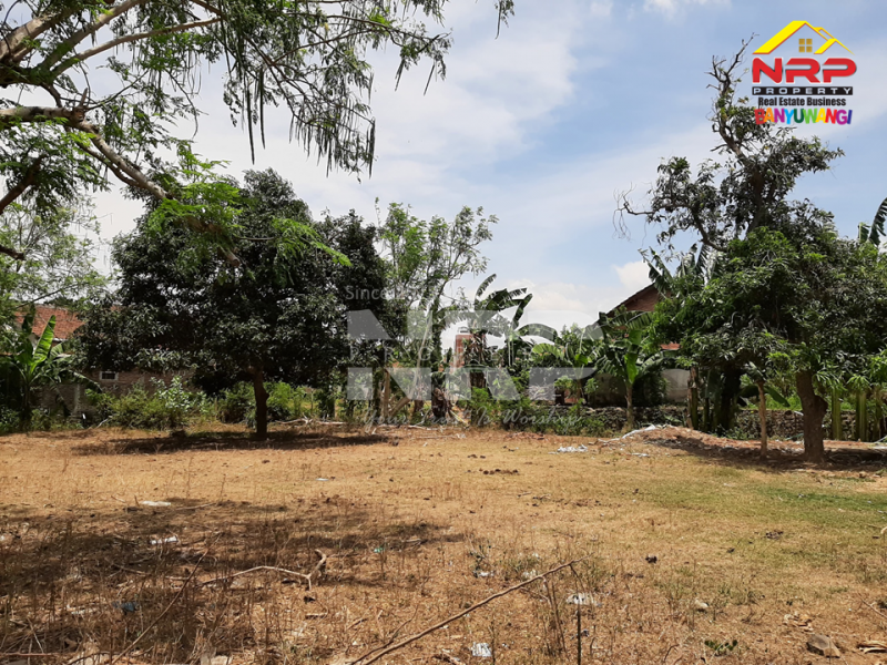 Dijual Tanah Kering Sangat Murah 300 Meter dari Jl. Provinsi Gatot Subroto, Bulusan  Dijual Tanah Kering Sangat Murah 300 Meter dari Jl. Provinsi Gatot Subroto, Bulusan  Dijual Tanah Kering Sangat Murah 300 Meter dari Jl. Provinsi Gatot Subroto, Bulusan&nbsp;
di Depan Pabrik Bowosa Banyuwangi. Cocok untuk hunian maupun NRP BANYUWANGI
