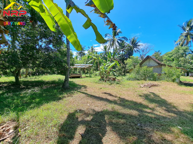 Dijual Tanah Kering Strategis 100 Meter dari Jl. Utama Raden Wijaya  Dijual Tanah Kering Strategis 100 Meter dari Jl. Utama Raden Wijaya  Dijual Tanah Kering Strategis 100 Meter dari Jl. Utama Raden Wijaya&nbsp;
Lokasi terletak diantara Perum. Graha Rizki Harmoni dan Djati Khayangan.
Cocok NRP BANYUWANGI