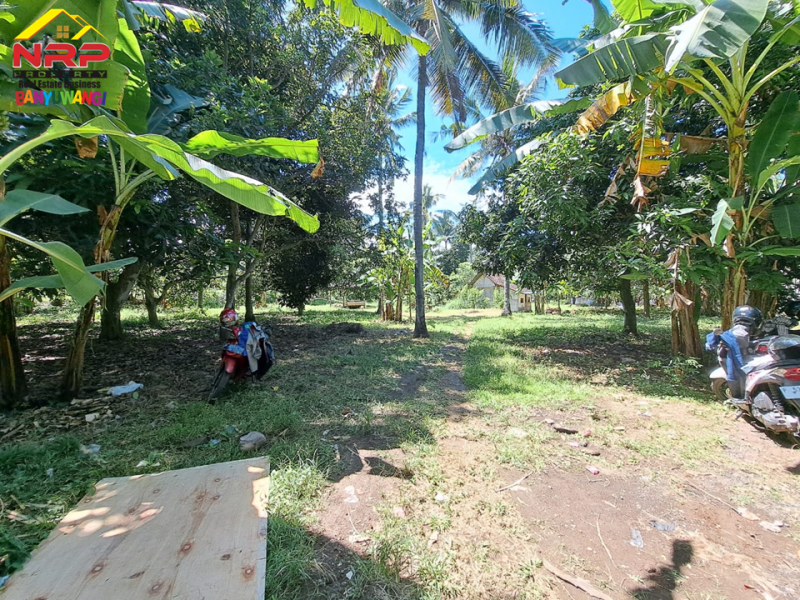 Dijual Tanah Kering Strategis 100 Meter dari Jl. Utama Raden Wijaya  Dijual Tanah Kering Strategis 100 Meter dari Jl. Utama Raden Wijaya  Dijual Tanah Kering Strategis 100 Meter dari Jl. Utama Raden Wijaya&nbsp;
Lokasi terletak diantara Perum. Graha Rizki Harmoni dan Djati Khayangan.
Cocok NRP BANYUWANGI