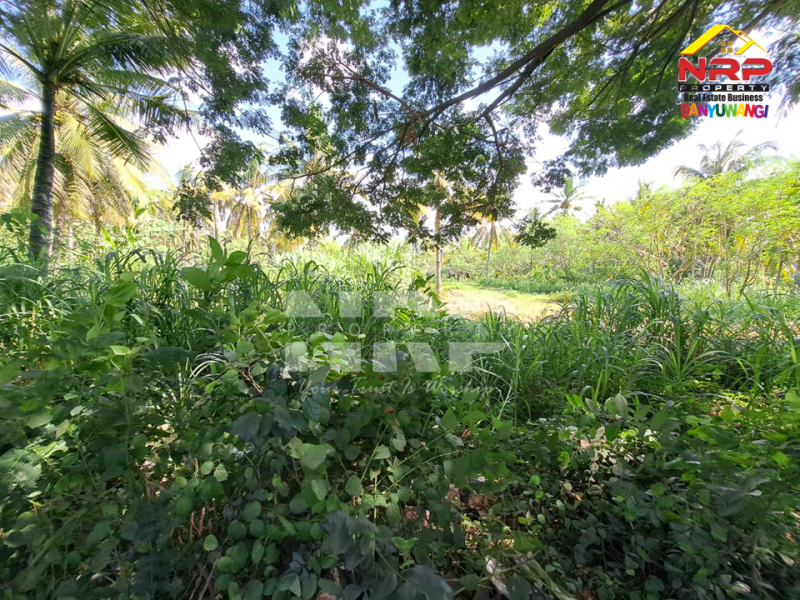 Dijual Tanah Kering Strategis di Tepi Jalan Gatot Subroto - Banyuwangi Dijual Tanah Kering Strategis di Tepi Jalan Gatot Subroto - Banyuwangi Dijual Tanah Kering Strategis di Tepi Jalan Gatot Subroto - Banyuwangi
Lokasi Sangat Strategis 0 Jalan Provinsi Banyuwangi - Situbondo
Depan PT WBS NRP BANYUWANGI