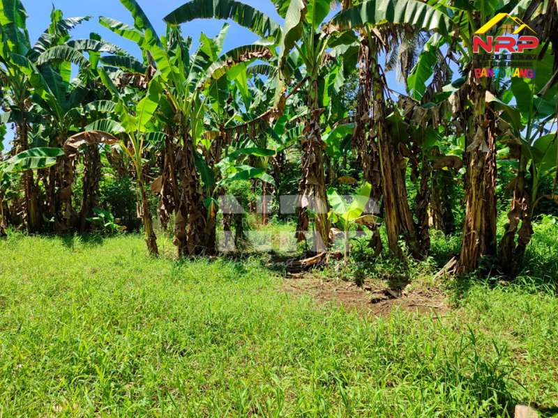 Dijual Tanah Luas bonus ada Bangunan Rumah di Watukebo - Banyuwangi  Jual tanah harga BU di watukebo banyuwangi  Dijual Tanah Luas bonus ada Bangunan Rumah di Watukebo - Banyuwangi&nbsp;
350 meter dari Jalan Lintas Selatan Banyuwangi.
Cocok untuk pembukaan kawasan NRP BANYUWANGI