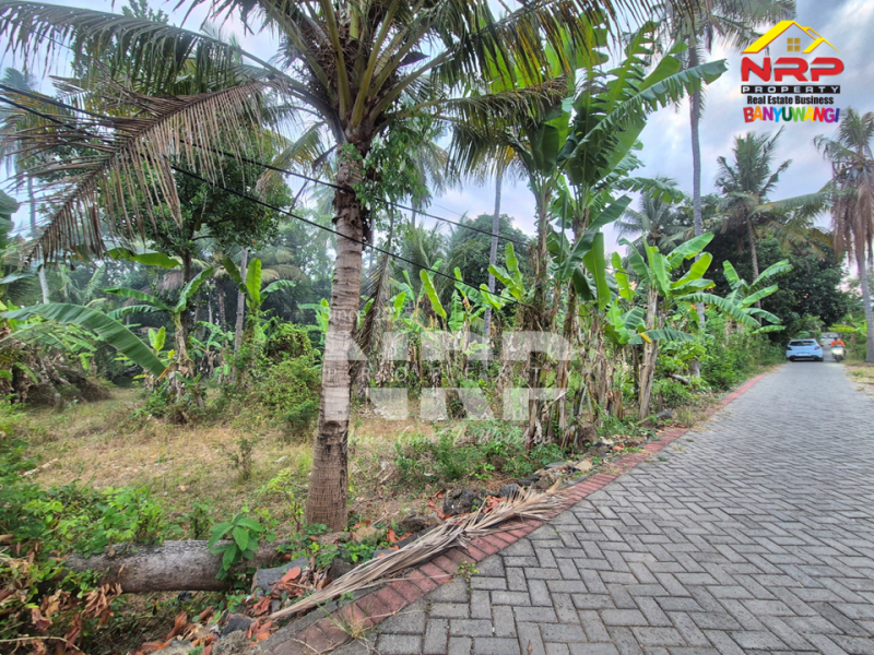 Dijual Tanah luas dengan akses langsung ke pantai, Menghadap Selat Bali  Dijual Tanah luas dengan akses langsung ke pantai, Menghadap Selat Bali  A Rare Opportunity in Banyuwangi.&nbsp;
Dijual Tanah luas dengan akses langsung ke pantai, Menghadap Selat Bali&nbsp;
Dengan panorama laut dan view pegununga NRP BANYUWANGI