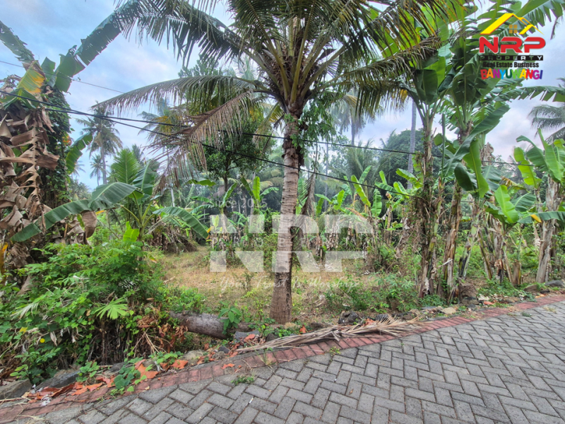 Dijual Tanah luas dengan akses langsung ke pantai, Menghadap Selat Bali  Dijual Tanah luas dengan akses langsung ke pantai, Menghadap Selat Bali  A Rare Opportunity in Banyuwangi.&nbsp;
Dijual Tanah luas dengan akses langsung ke pantai, Menghadap Selat Bali&nbsp;
Dengan panorama laut dan view pegununga NRP BANYUWANGI