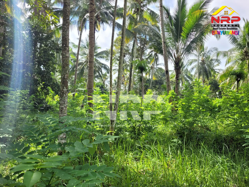 Dijual Tanah Luas di Desa Gombengsari - Banyuwangi  Dijual Tanah Luas di Desa Gombengsari - Banyuwangi  Dijual Tanah Luas di Desa Gombengsari - Banyuwangi&nbsp;
Cocok untuk investasi perkebunan, perternakan atau Gudang

Luas Tanah : 7.460 NRP BANYUWANGI
