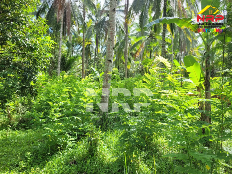 Dijual Tanah Luas di Desa Gombengsari - Banyuwangi  Dijual Tanah Luas di Desa Gombengsari - Banyuwangi  Dijual Tanah Luas di Desa Gombengsari - Banyuwangi&nbsp;
Cocok untuk investasi perkebunan, perternakan atau Gudang

Luas Tanah : 7.460 NRP BANYUWANGI