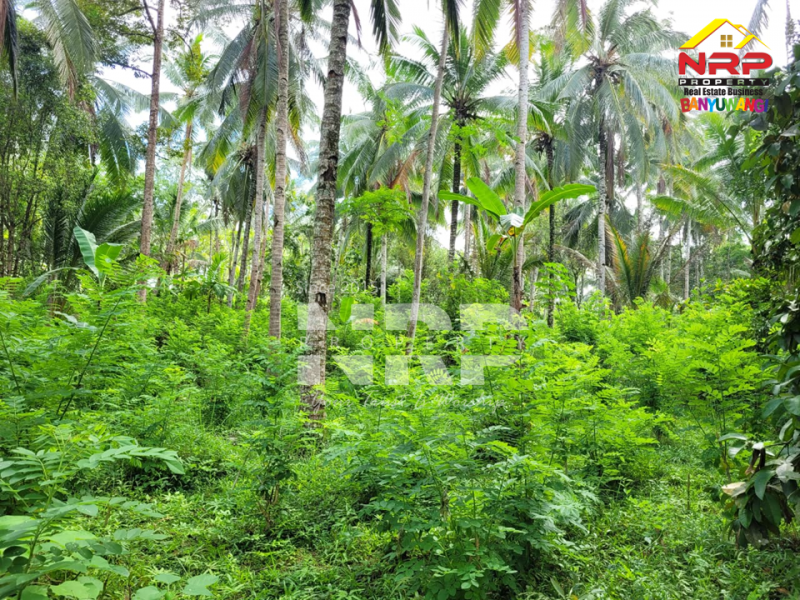 Dijual Tanah Luas di Desa Gombengsari - Banyuwangi  Dijual Tanah Luas di Desa Gombengsari - Banyuwangi  Dijual Tanah Luas di Desa Gombengsari - Banyuwangi&nbsp;
Cocok untuk investasi perkebunan, perternakan atau Gudang

Luas Tanah : 7.460 NRP BANYUWANGI