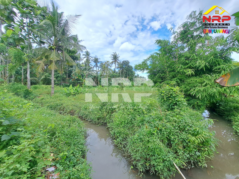 DIJUAL TANAH LUAS DI KALIREJO BANYUWANGI DIJUAL TANAH LUAS DI KALIREJO BANYUWANGI DIJUAL TANAH LUAS DI KALIREJO BANYUWANGI
Lahan luas cocok untuk kavling jangka panjang, Pertanian atau peternakan
???? Catatan penting:
Saat ini tanah belum NRP BANYUWANGI