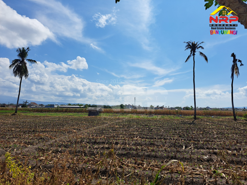 Dijual Tanah Luas di Kawasan Perumahan di Tepi Jl. Sobo - Banyuwangi Jual tanah luas di kota banyuwangi  Dijual Tanah Luas di Kawasan Perumahan di Tepi Jl. Sobo - Banyuwangi
Sangat Cocok untuk&nbsp; Gudang atau pembukaan kawasan perumahan baru.&nbsp;

Luas NRP BANYUWANGI