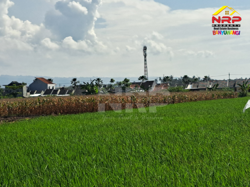 Dijual Tanah Luas di Kawasan Perumahan di Tepi Jl. Sobo - Banyuwangi Jual tanah luas di kota banyuwangi  Dijual Tanah Luas di Kawasan Perumahan di Tepi Jl. Sobo - Banyuwangi
Sangat Cocok untuk&nbsp; Gudang atau pembukaan kawasan perumahan baru.&nbsp;

Luas NRP BANYUWANGI