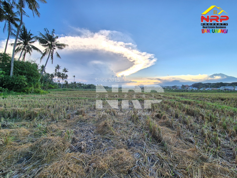 Dijual Tanah Luas di Kawasan Perumahan Sobo - Banyuwangi Dijual Tanah Luas di Kawasan Perumahan Sobo - Banyuwangi Dijual Tanah Luas di Kawasan Perumahan Sobo - Banyuwangi
Sangat Cocok untuk pembukaan kawasan perumahan baru.&nbsp;

Luas Tanah : 5.560 M2&nbsp;
2 NRP BANYUWANGI