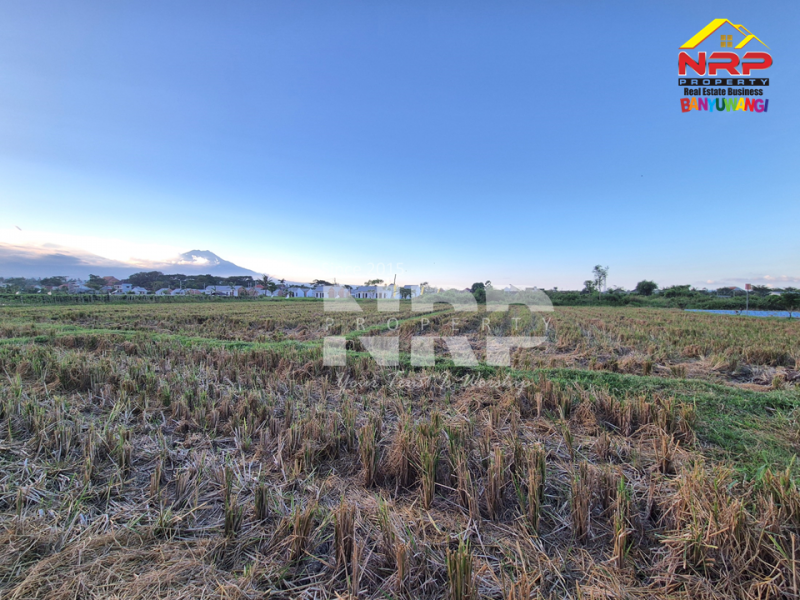 Dijual Tanah Luas di Kawasan Perumahan Sobo - Banyuwangi Dijual Tanah Luas di Kawasan Perumahan Sobo - Banyuwangi Dijual Tanah Luas di Kawasan Perumahan Sobo - Banyuwangi
Sangat Cocok untuk pembukaan kawasan perumahan baru.&nbsp;

Luas Tanah : 5.560 M2&nbsp;
2 NRP BANYUWANGI