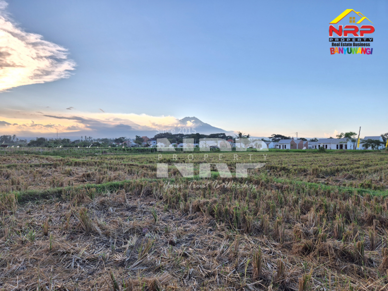 Dijual Tanah Luas di Kawasan Perumahan Sobo - Banyuwangi Dijual Tanah Luas di Kawasan Perumahan Sobo - Banyuwangi Dijual Tanah Luas di Kawasan Perumahan Sobo - Banyuwangi
Sangat Cocok untuk pembukaan kawasan perumahan baru.&nbsp;

Luas Tanah : 5.560 M2&nbsp;
2 NRP BANYUWANGI