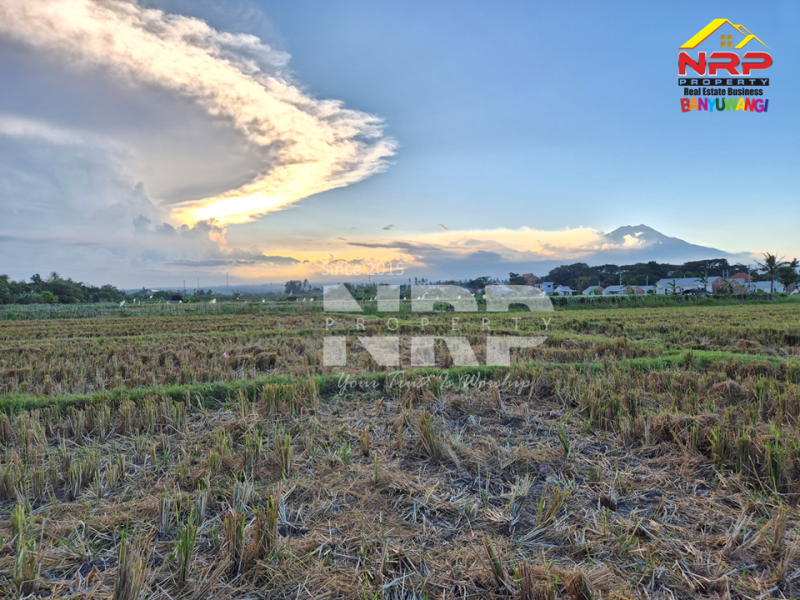 Dijual Tanah Luas di Kawasan Perumahan Sobo - Banyuwangi Dijual Tanah Luas di Kawasan Perumahan Sobo - Banyuwangi Dijual Tanah Luas di Kawasan Perumahan Sobo - Banyuwangi
Sangat Cocok untuk pembukaan kawasan perumahan baru.&nbsp;

Luas Tanah : 5.560 M2&nbsp;
2 NRP BANYUWANGI