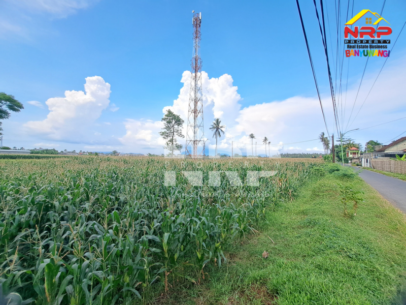 Dijual Tanah Luas di Kawasan Perumahan Tepi Jl. Sobo - Banyuwangi Dijual Tanah Luas di Kawasan Perumahan Tepi Jl. Sobo - Banyuwangi Dijual Tanah Luas di Kawasan Perumahan Tepi Jl. Sobo - Banyuwangi
Sangat Cocok untuk&nbsp; Gudang atau pembukaan kawasan perumahan baru.&nbsp;

Luas Tanah : NRP BANYUWANGI