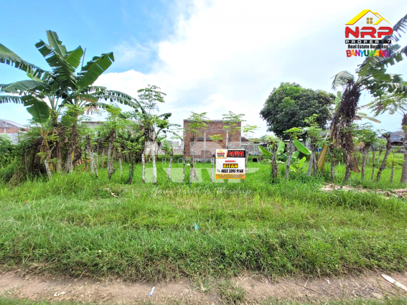 Dijual Tanah Murah 1 Jutaan Per Meter di Singotrunan - Banyuwangi  Dijual Tanah Murah 1 Jutaan Per Meter di Singotrunan - Banyuwangi  Dijual Tanah Murah 1 Jutaan Per Meter di Singotrunan - Banyuwangi&nbsp;
Dekat dengan Sekolah, 5 Menit dari Pusat Bisnis Jl. Basuki Rahmat
Akses Jln. NRP BANYUWANGI