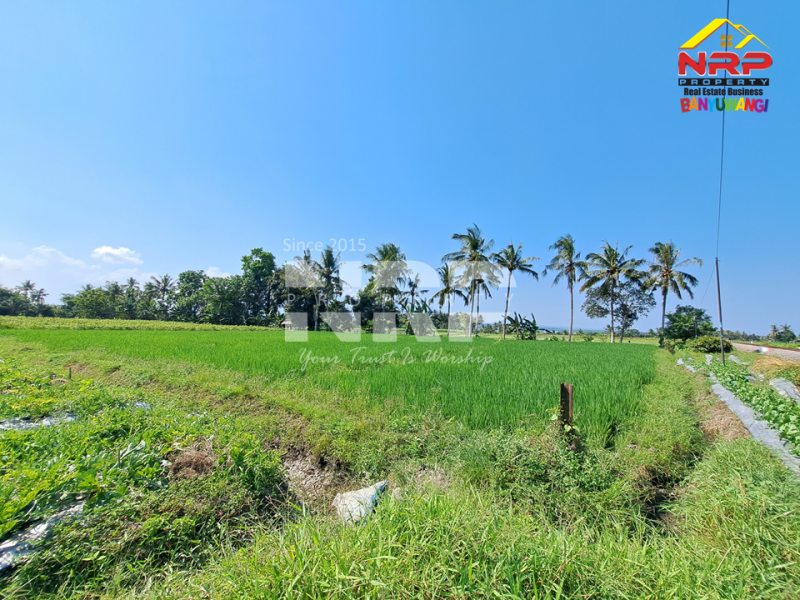 Dijual Tanah Murah 100 Jutaan di Gitik - Rogojampi  Dijual Tanah Murah 100 Jutaan di Gitik - Rogojampi  Dijual Tanah Murah 100 Jutaan di Gitik - Rogojampi&nbsp;
Tepi rel kereta api, cocok banget untuk usaha pertanian, atau&nbsp; coffe shop, resto tepi sawah NRP BANYUWANGI