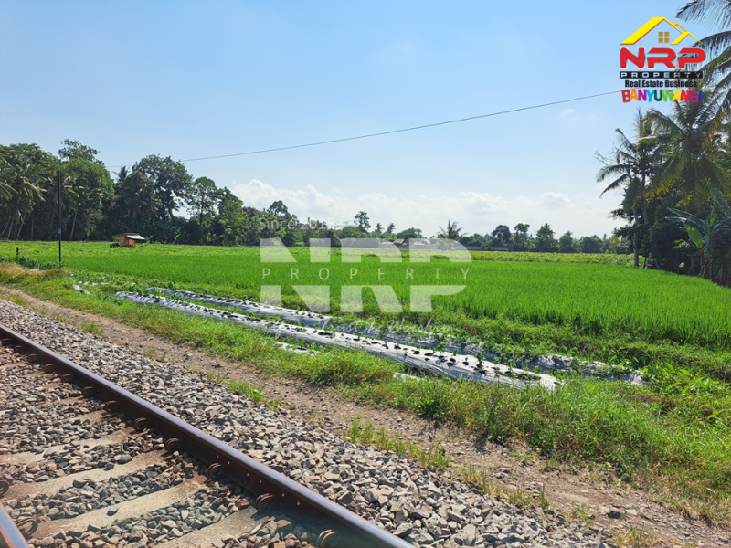 Dijual Tanah Murah 100 Jutaan di Gitik - Rogojampi  Dijual Tanah Murah 100 Jutaan di Gitik - Rogojampi  Dijual Tanah Murah 100 Jutaan di Gitik - Rogojampi&nbsp;
Tepi rel kereta api, cocok banget untuk usaha pertanian, atau&nbsp; coffe shop, resto tepi sawah NRP BANYUWANGI