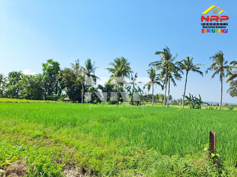 Dijual Tanah Murah 100 Jutaan di Gitik - Rogojampi  Dijual Tanah Murah 100 Jutaan di Gitik - Rogojampi  Dijual Tanah Murah 100 Jutaan di Gitik - Rogojampi&nbsp;
Tepi rel kereta api, cocok banget untuk usaha pertanian, atau&nbsp; coffe shop, resto tepi sawah NRP BANYUWANGI
