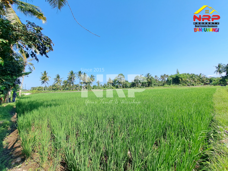 Dijual Tanah Murah 100 Jutaan di Gitik - Rogojampi  Dijual Tanah Murah 100 Jutaan di Gitik - Rogojampi  Dijual Tanah Murah 100 Jutaan di Gitik - Rogojampi&nbsp;
Tepi rel kereta api, cocok banget untuk usaha pertanian, atau&nbsp; coffe shop, resto tepi sawah NRP BANYUWANGI