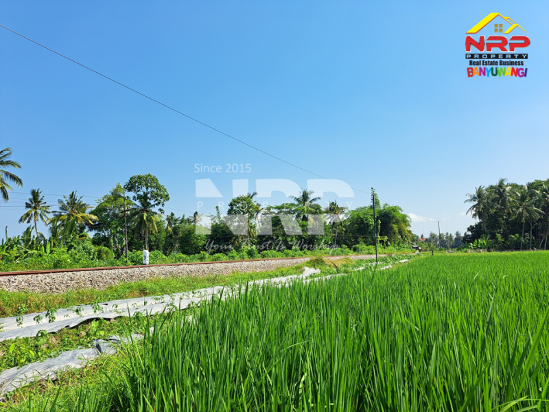 Dijual Tanah Murah 100 Jutaan di Gitik - Rogojampi  Dijual Tanah Murah 100 Jutaan di Gitik - Rogojampi  Dijual Tanah Murah 100 Jutaan di Gitik - Rogojampi&nbsp;
Tepi rel kereta api, cocok banget untuk usaha pertanian, atau&nbsp; coffe shop, resto tepi sawah NRP BANYUWANGI