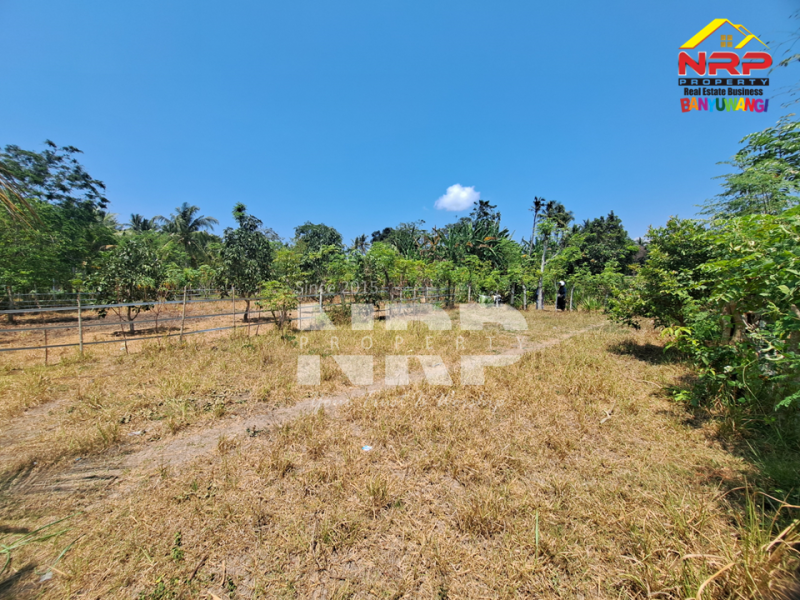 Dijual Tanah Murah 100 Jutaan Siap Bangun di Beran - Banyuwangi  Dijual Tanah Murah 100 Jutaan Siap Bangun di Beran - Banyuwangi  Dijual Tanah Murah 100 Jutaan Siap Bangun di Beran - Banyuwangi&nbsp;
Lokasi asri, suasana pedesaan, dekat dengan SDIT AL uswah Banyuwangi&nbsp;
Cocok untuk NRP BANYUWANGI