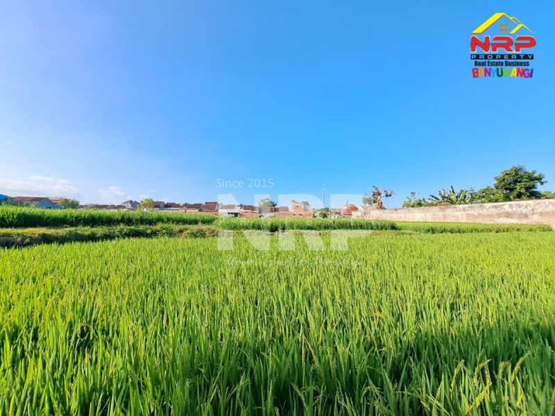 Dijual Tanah Murah dan Luas di Kebalenan,Banyuwangi  Dijual Tanah Murah dan Luas di Kebalenan,Banyuwangi  Dijual Tanah Murah dan Luas di Kebalenan,Banyuwangi&nbsp;
Berada dikawasan Perumahan Banyuwangi, Akses Jl. Aspal Roda 4.&nbsp;
&nbsp;
LUAS TANAH : NRP BANYUWANGI