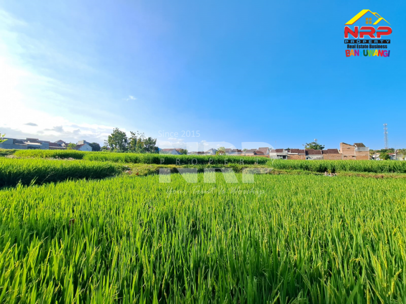 Dijual Tanah Murah dan Luas di Kebalenan,Banyuwangi  Dijual Tanah Murah dan Luas di Kebalenan,Banyuwangi  Dijual Tanah Murah dan Luas di Kebalenan,Banyuwangi&nbsp;
Berada dikawasan Perumahan Banyuwangi, Akses Jl. Aspal Roda 4.&nbsp;
&nbsp;
LUAS TANAH : NRP BANYUWANGI