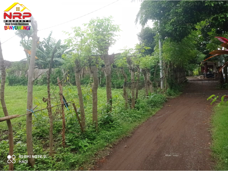 Dijual Tanah Murah di Desa Alasbuluh - Wongsorejo  Dijual Tanah Murah di Desa Alasbuluh - Wongsorejo  Dijual Tanah Murah di Desa Alasbuluh - Wongsorejo&nbsp;
Cocok untuk pengembangan tanah kavling atau perumahan&nbsp;
Dua akses Jl. Bisa Menghadap Utara atau NRP BANYUWANGI
