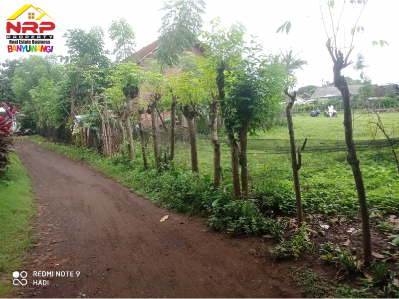 Dijual Tanah Murah di Desa Alasbuluh - Wongsorejo  Dijual Tanah Murah di Desa Alasbuluh - Wongsorejo  Dijual Tanah Murah di Desa Alasbuluh - Wongsorejo&nbsp;
Cocok untuk pengembangan tanah kavling atau perumahan&nbsp;
Dua akses Jl. Bisa Menghadap Utara atau NRP BANYUWANGI