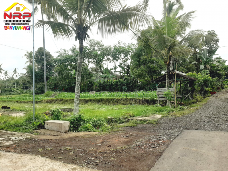 Dijual Tanah Murah di Desa Pesucen Banyuwangi  Dijual Tanah Murah di Desa Pesucen Banyuwangi  Dijual Tanah Murah di Desa Pesucen Banyuwangi
Cocok untuk Usaha Pertanian, Hunian, Homestay, Akses Roda 4 Aspal
Lokasi Sejuk, Asri, dan Nyaman.

Luas Tanah NRP BANYUWANGI