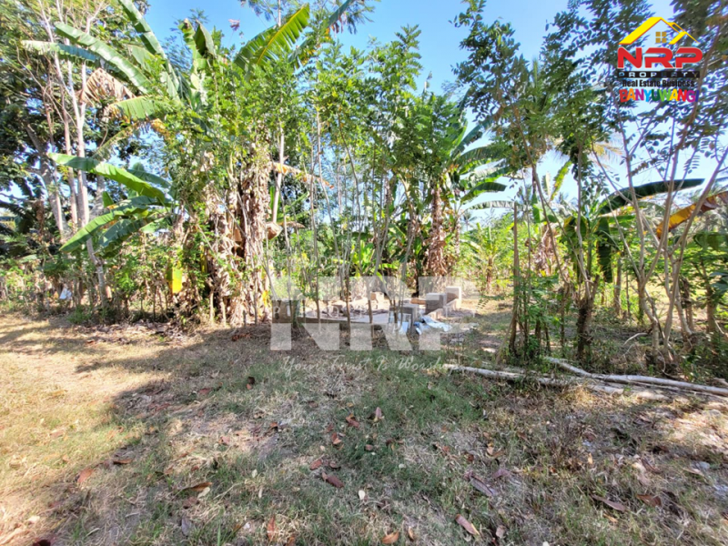Dijual Tanah Murah di Gombengsari, Kalipuro - Banyuwangi  Dijual Tanah Murah di Gombengsari, Kalipuro - Banyuwangi  Dijual Tanah Murah di Gombengsari, Kalipuro - Banyuwangi&nbsp;
Tanah kavling kebun sudah SHM, 300 meter dari Jalan Samarinda Kalipuro.&nbsp;

Luas Tanah : NRP BANYUWANGI