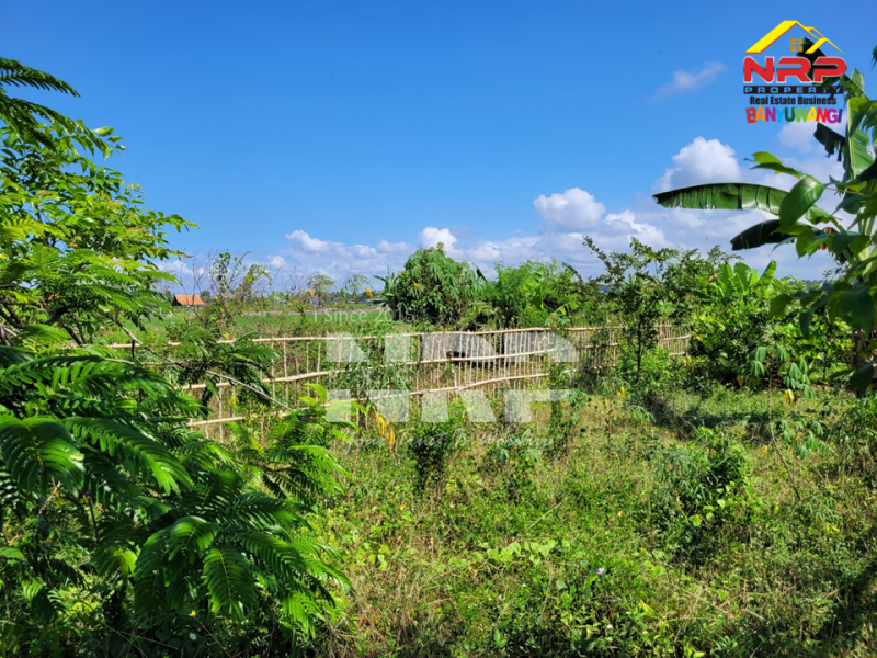 Dijual Tanah Murah di Pondoknongko, Kabat - Banyuwangi  Dijual Tanah Murah di Pondoknongko, Kabat - Banyuwangi  Dijual Tanah Murah di Pondoknongko, Kabat - Banyuwangi&nbsp;
Tanah sudah bersertifikat akses jalan lintas timur banyuwangi, Aspal hot mix
Cocok untuk NRP BANYUWANGI
