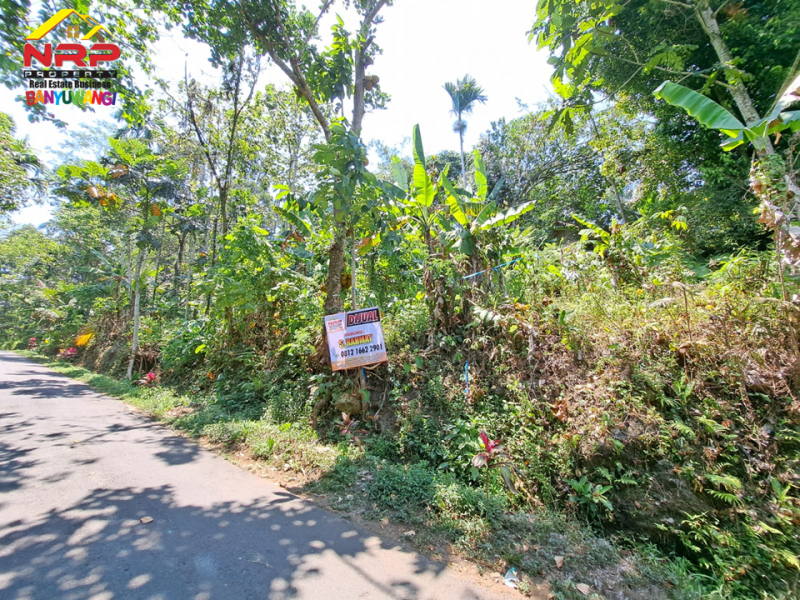 Dijual Tanah Murah di tepi Jl .Desa Kampunganyar  - Banyuwangi  Dijual Tanah Murah di tepi Jl .Desa Kampunganyar  - Banyuwangi  Dijual Tanah Murah di tepi Jl .Desa Kampunganyar&nbsp; - Banyuwangi&nbsp;
Dekat dengan Air Terjun Jagir, Perkebunan Kalibendo, dan Agro Wisata NRP BANYUWANGI