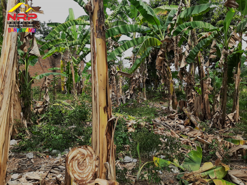 Dijual Tanah Murah Siap Bangun 50 Meter dari Jl. Utama rejosari, Glagah - Bwi  Dijual Tanah Murah Siap Bangun 50 Meter dari Jl. Utama rejosari, Glagah - Bwi  Dijual Tanah Murah Siap Bangun 50 Meter dari Jl. Utama rejosari, Glagah - Bwi&nbsp;
Cocok untuk hunian. Berada dikawasan homestay dan caffe&nbsp;
Akses NRP BANYUWANGI