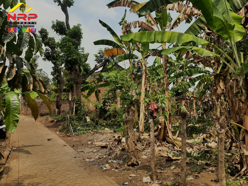 Dijual Tanah Murah Siap Bangun 50 Meter dari Jl. Utama rejosari, Glagah - Bwi  Dijual Tanah Murah Siap Bangun 50 Meter dari Jl. Utama rejosari, Glagah - Bwi  Dijual Tanah Murah Siap Bangun 50 Meter dari Jl. Utama rejosari, Glagah - Bwi&nbsp;
Cocok untuk hunian. Berada dikawasan homestay dan caffe&nbsp;
Akses NRP BANYUWANGI