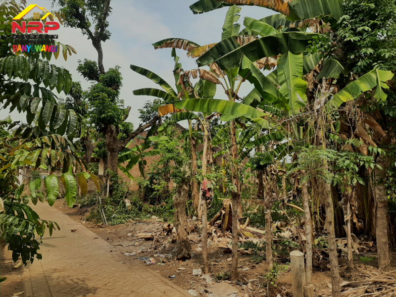 Dijual Tanah Murah Siap Bangun 50 Meter dari Jl. Utama rejosari, Glagah - Bwi  Dijual Tanah Murah Siap Bangun 50 Meter dari Jl. Utama rejosari, Glagah - Bwi  Dijual Tanah Murah Siap Bangun 50 Meter dari Jl. Utama rejosari, Glagah - Bwi&nbsp;
Cocok untuk hunian. Berada dikawasan homestay dan caffe&nbsp;
Akses NRP BANYUWANGI