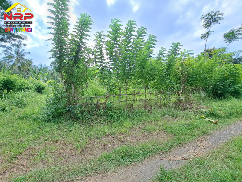 Dijual Tanah Murah Siap Bangun di Kalipuro - Banyuwangi   Dijual Tanah Murah Siap Bangun di Kalipuro - Banyuwangi   Dijual Tanah Murah Siap Bangun di Kalipuro - Banyuwangi&nbsp;&nbsp;
200 Meter dari Jl. Samarinda - Kalipuro. Dekat dengan Fasilitas pendidikan dan NRP BANYUWANGI