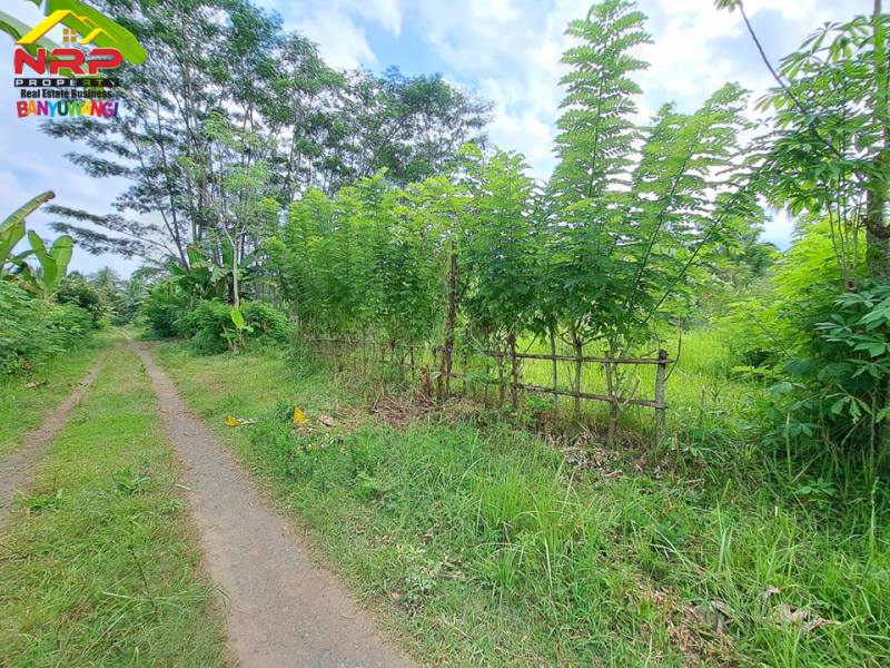 Dijual Tanah Murah Siap Bangun di Kalipuro - Banyuwangi   Dijual Tanah Murah Siap Bangun di Kalipuro - Banyuwangi   Dijual Tanah Murah Siap Bangun di Kalipuro - Banyuwangi&nbsp;&nbsp;
200 Meter dari Jl. Samarinda - Kalipuro. Dekat dengan Fasilitas pendidikan dan NRP BANYUWANGI