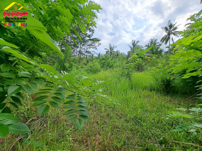Dijual Tanah Murah Siap Bangun di Kalipuro - Banyuwangi   Dijual Tanah Murah Siap Bangun di Kalipuro - Banyuwangi   Dijual Tanah Murah Siap Bangun di Kalipuro - Banyuwangi&nbsp;&nbsp;
200 Meter dari Jl. Samarinda - Kalipuro. Dekat dengan Fasilitas pendidikan dan NRP BANYUWANGI