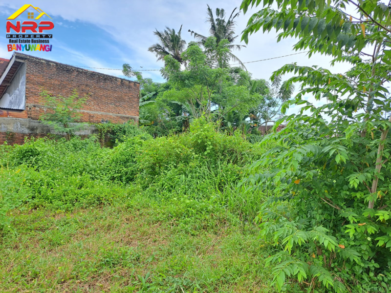 Dijual Tanah Murah Strategis di Belakang Santika Banyuwangi Dijual Tanah Murah Strategis di Belakang Santika Banyuwangi Dijual Tanah Murah Strategis di Belakang Santika Banyuwangi
Berada dipusat kota banyuwangi. Dekat dengan Fasilitas pendidikan dan Bisnis NRP BANYUWANGI