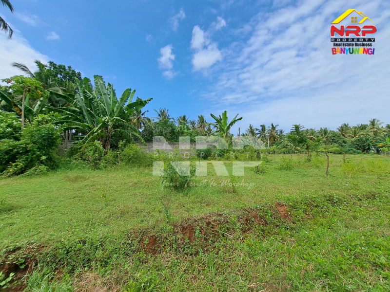 Dijual Tanah Murah Under 100 juta di Klatak - Kalipuro  Dijual Tanah Murah Under 100 juta di Klatak - Kalipuro  Dijual Tanah Murah Under 100 juta di Klatak - Kalipuro&nbsp;
200 meter dari Jl. Denpasar, Klatak&nbsp;

Luas Tanah : 136 NRP BANYUWANGI
