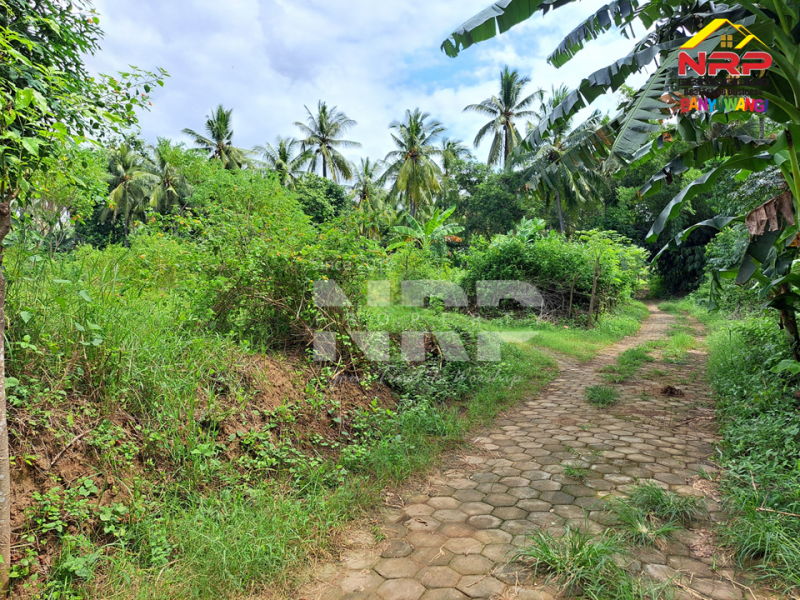 Dijual Tanah Murah Under 100 juta di Klatak - Kalipuro  Dijual Tanah Murah Under 100 juta di Klatak - Kalipuro  Dijual Tanah Murah Under 100 juta di Klatak - Kalipuro&nbsp;
200 meter dari Jl. Denpasar, Klatak&nbsp;

Luas Tanah : 136 NRP BANYUWANGI